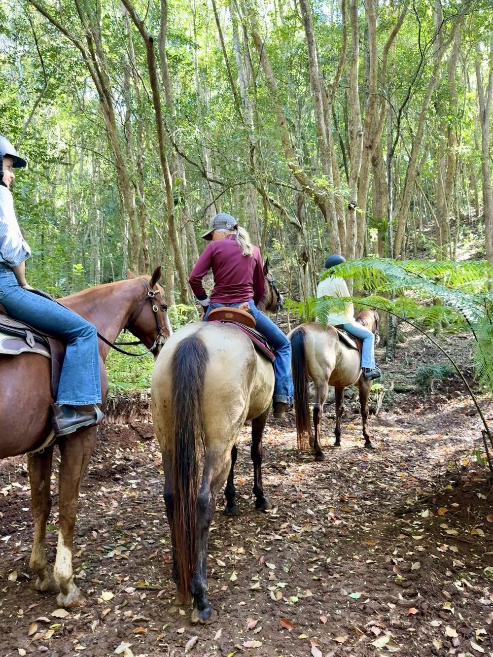 Riders on a rainforest trail