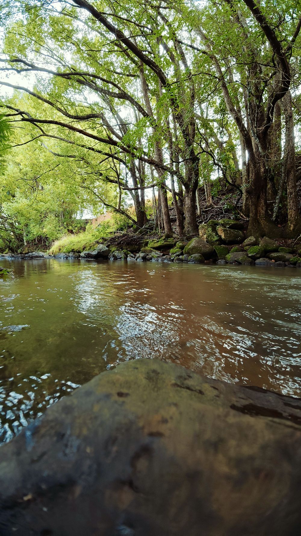 Rainforest creek on the property